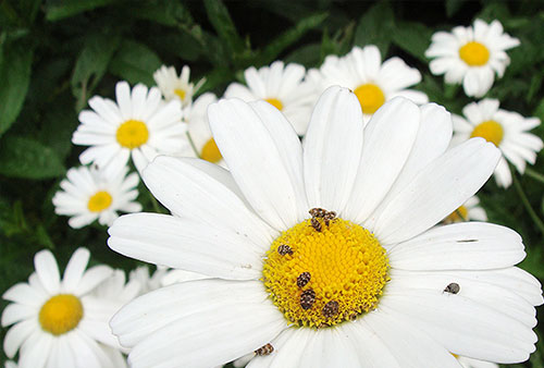 まだら模様の小さい甲虫、ヒメマルカツオブシムシを見たら注意すべき事。