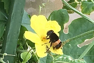オオハナアブの成虫 (体長15mm前後)
