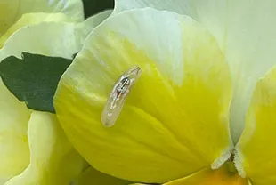 ヒラタアブの幼虫 (体長10mm前後)