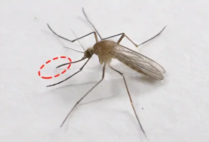 アカイエカ（約5.5mm）