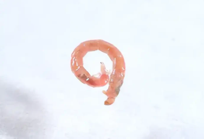 赤虫/ウスイロユスリカの幼虫（約12mm）