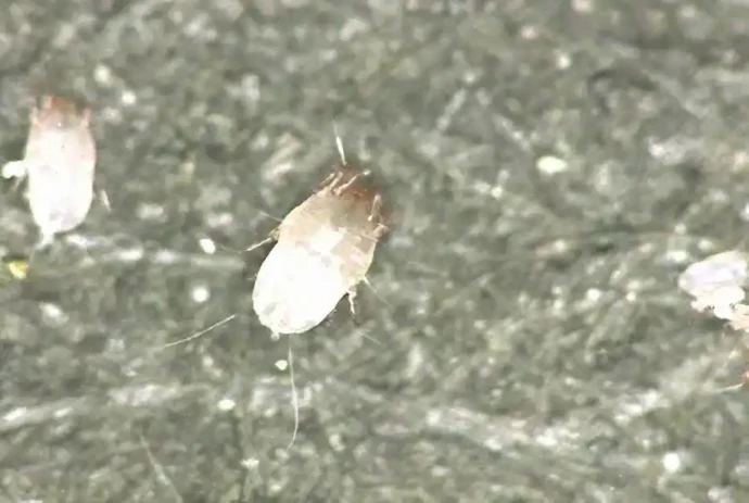 ヤケヒョウヒダニ(体長約0.2~0.4mm)