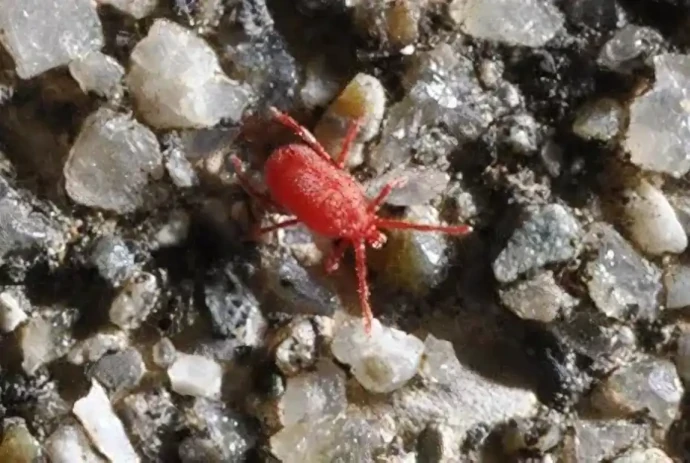 タカラダニ(体長約1~2.7mm)