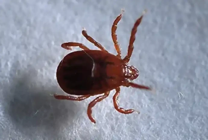 フタトゲチマダニ(体長約3mm)