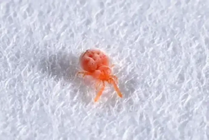アカツツガムシ(体長約1mm)