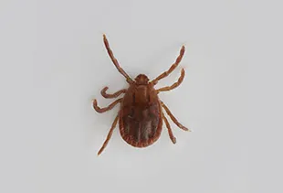 吸血前のマダニ(約3mm)