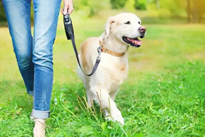 犬の散歩