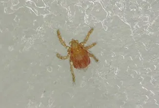 アカツツガムシ幼虫(約0.2mm)