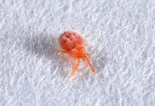 アカツツガムシ成虫(約1mm)