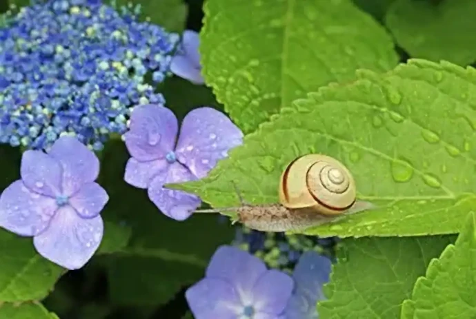 梅雨時期