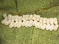 4~6月頃、マメ科など植物の葉裏や茎に、2列に並べて合計約20~30個産卵する。産卵後5~7日で孵化する。