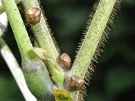 7月頃からツル植物のクズ等を成虫が吸汁。9月頃から越冬場所を求めて飛行を開始。10~11月が悪臭・侵入被害のピーク。