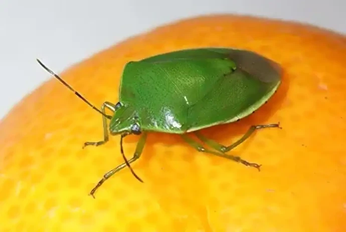 ツヤアオカメムシ