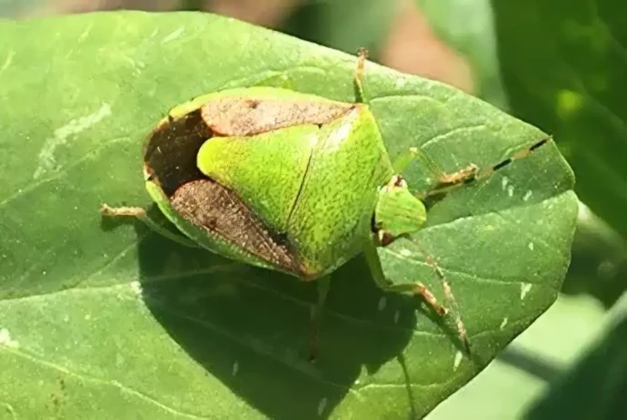 チャバネアオカメムシ