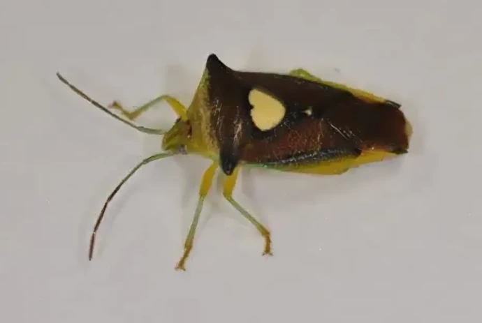 エサキモンキツノカメムシ