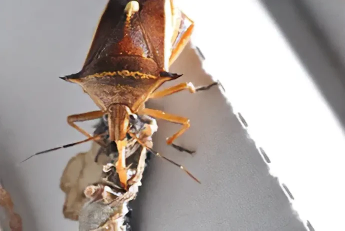 シロヘリクチブトカメムシ
