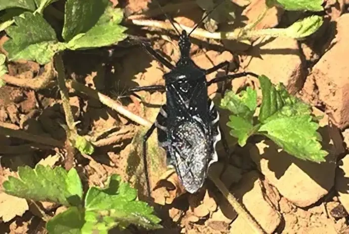 ヨコヅナサシガメ