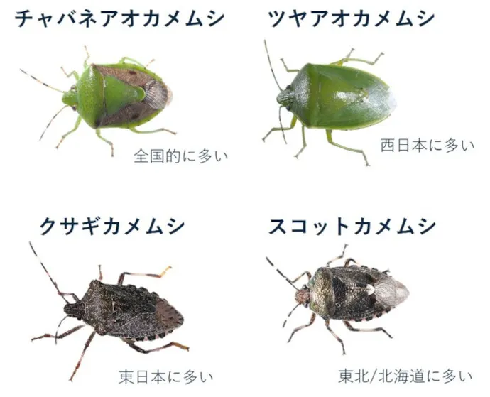 チャバネアオカメムシ 全国的に多い ツヤアオカメムシ 西日本に多い クサギカメムシ 東日本に多い スコットカメムシ 東北/北海道に多い