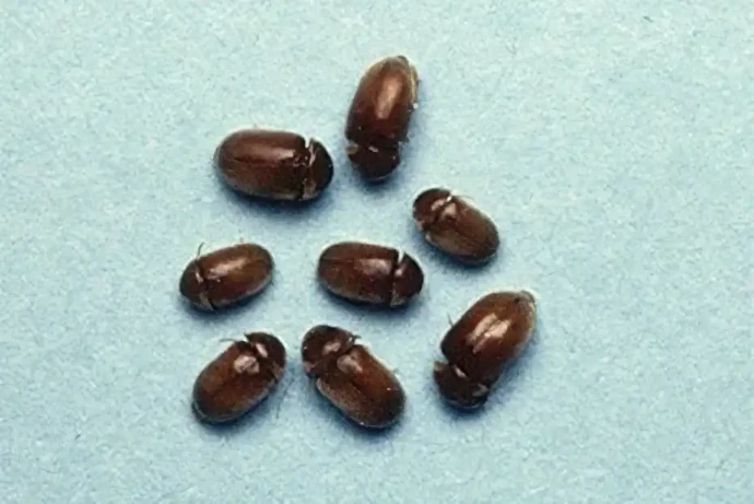 タバコシバンムシの成虫の写真(体長約2~3mm)