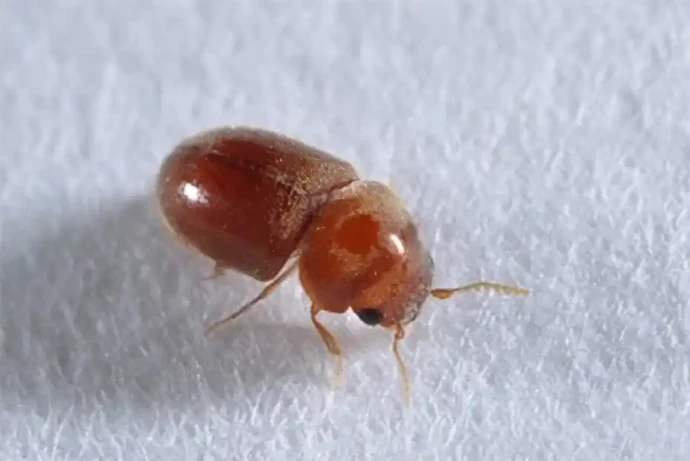 タバコシバンムシの成虫(体長約2~3mm)
