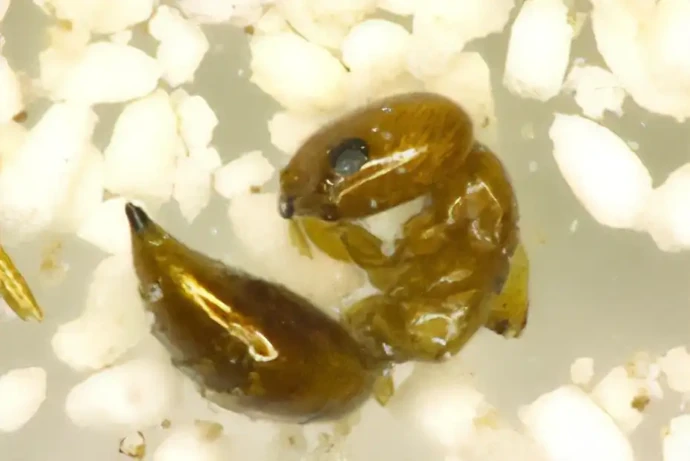 シバンムシアリガタバチ(体長約2mm)