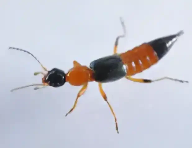 アオバアリガタハネカクシの成虫(体長約6~7mm)