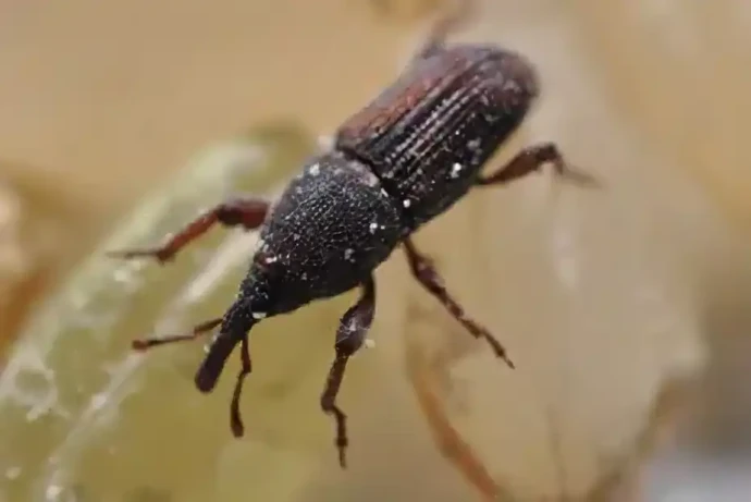 コクゾウムシの成虫(体長約2.3~3.5mm)