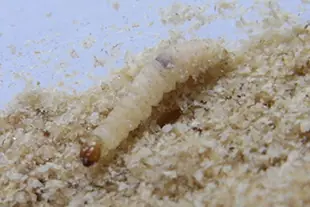 ノシメマダラメイガの幼虫(体長約10~12mm)