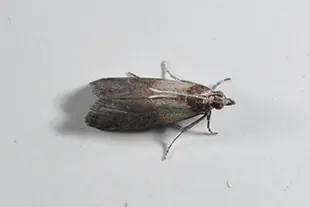 ノシメマダラメイガの成虫(体長約10mm)