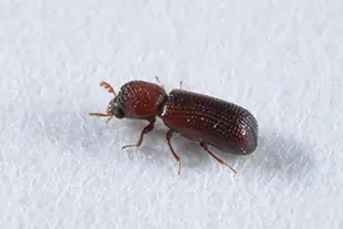 コナナガシンクイの成虫(体長約2~3mm)