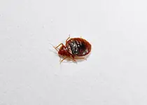 トコジラミの成虫 (体長約4.5~5mm)