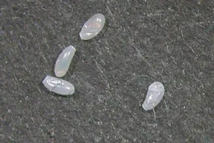 トコジラミの卵(約1mm) 写真提供:(財)日本環境衛生センター環境生物部