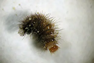 ヒメマルカツオブシムシの幼虫 (体長約4~5mm)