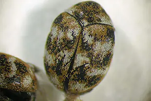 ヒメマルカツオブシムシの成虫 (体長約2.5mm)