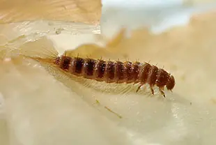 ヒメカツオブシムシの幼虫(体長約7~10mm)