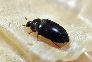 ヒメカツオブシムシの成虫(体長約3.5~4.5mm)