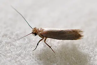 イガの成虫(体長約5mm)