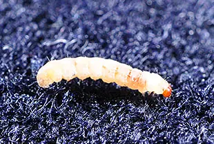 コイガの幼虫(体長約6mm)