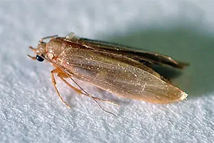 コイガの成虫(体長約5~7mm)