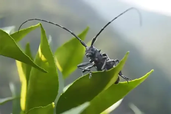 カミキリムシ
