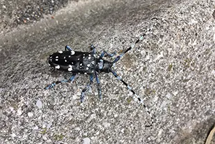 カンキツ類・カエデ類・バラ科の害虫 ゴマダラカミキリ (体長約25~35mm)