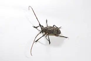 幅広い樹木や薪材に集まる害虫 ゴマフカミキリ (体長約11~17mm)