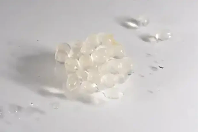 チャコウラナメクジの卵