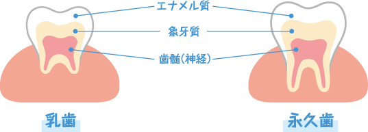 乳歯と永久歯