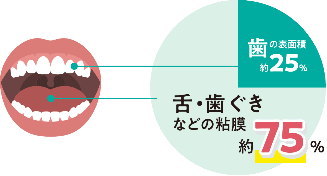 「歯の表面積約25%」「舌・歯ぐきなどの粘膜約75%」の円グラフ